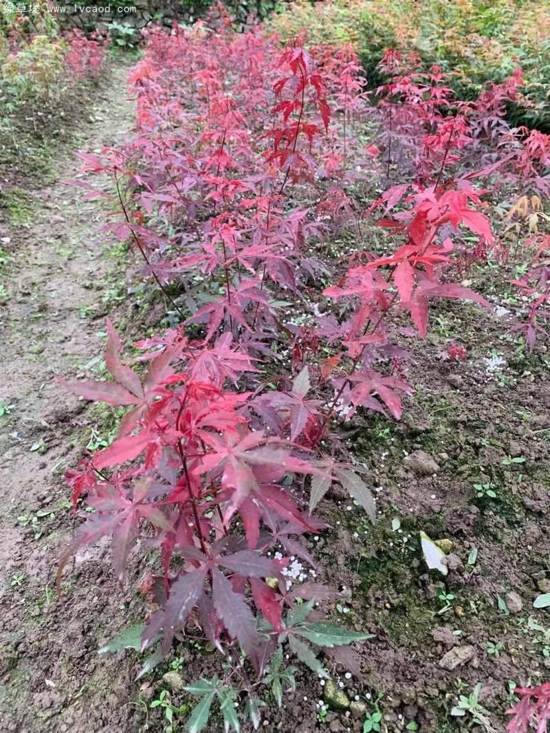 枫树种子种植方法