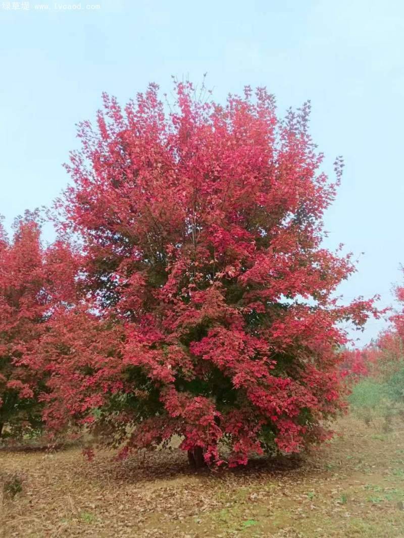 枫树种子种植方法