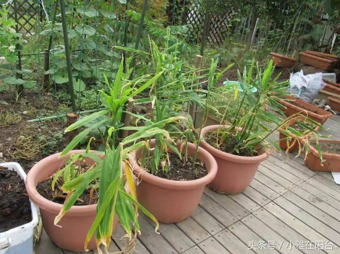 山东生姜种植技术