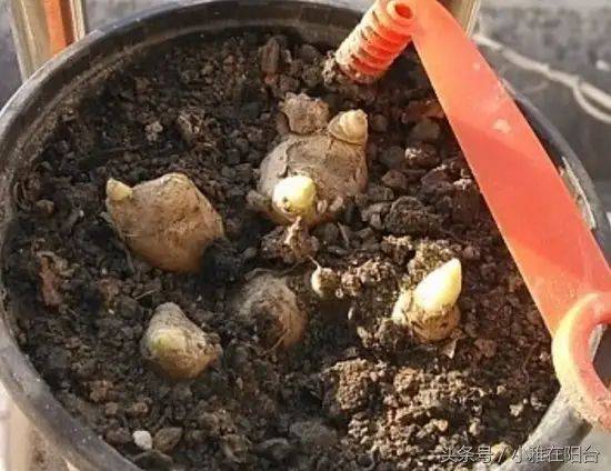 山东生姜种植技术