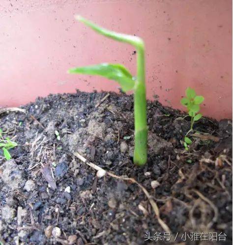 山东生姜种植技术
