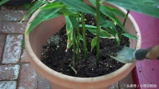 山东生姜种植技术