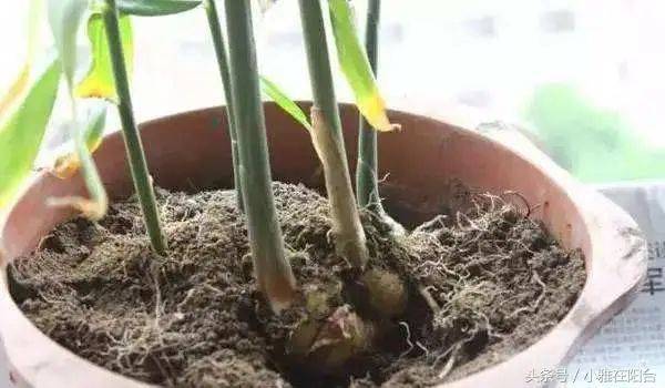 山东生姜种植技术