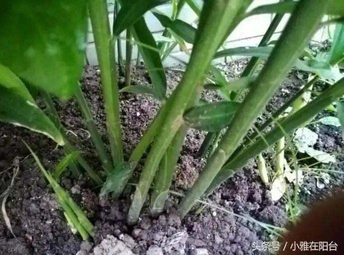 山东生姜种植技术