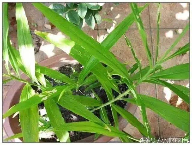 山东生姜种植技术