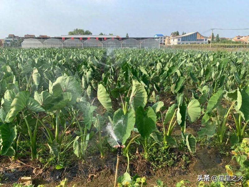 水芋种植技术