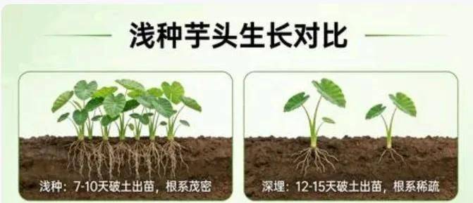 水芋种植技术