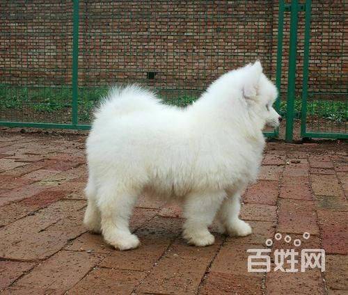 洛阳seo博客