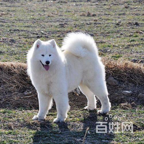 洛阳seo博客