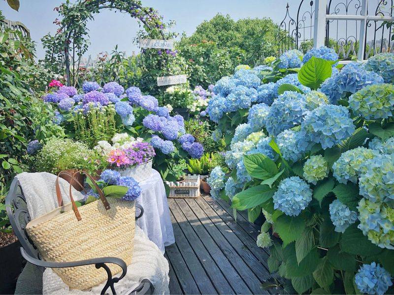 阳光房花坛植物种植
