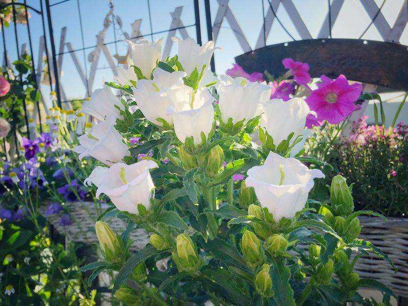阳光房花坛植物种植