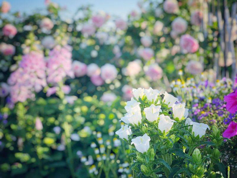 阳光房花坛植物种植