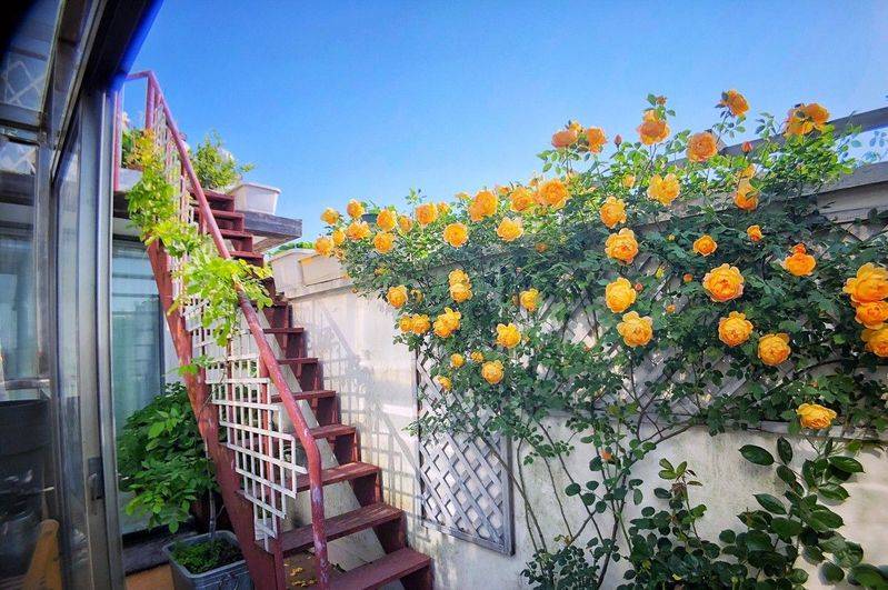 阳光房花坛植物种植