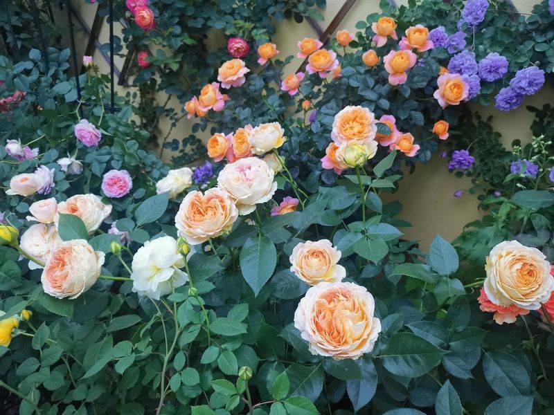 阳光房花坛植物种植