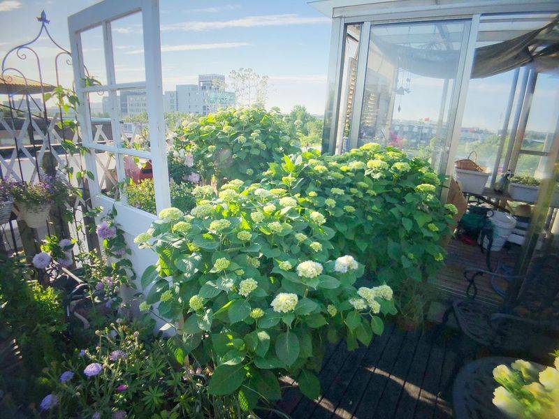 阳光房花坛植物种植
