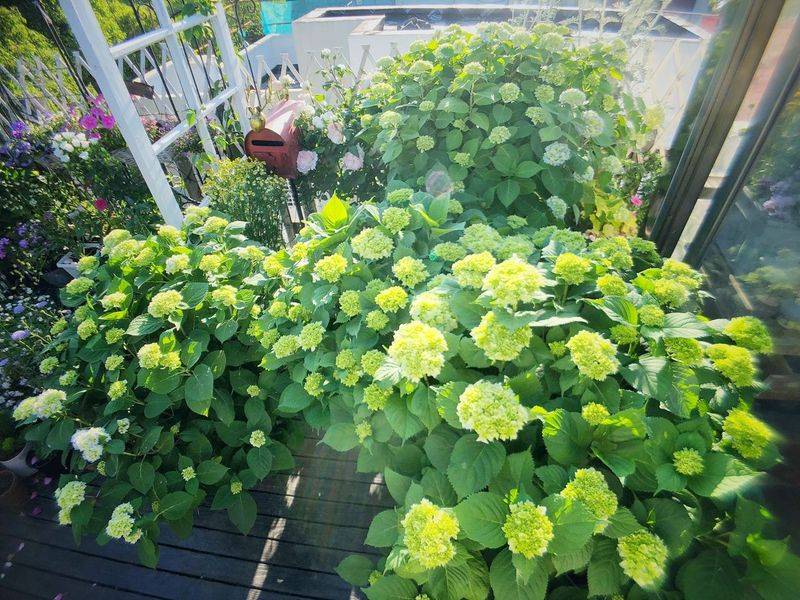 阳光房花坛植物种植