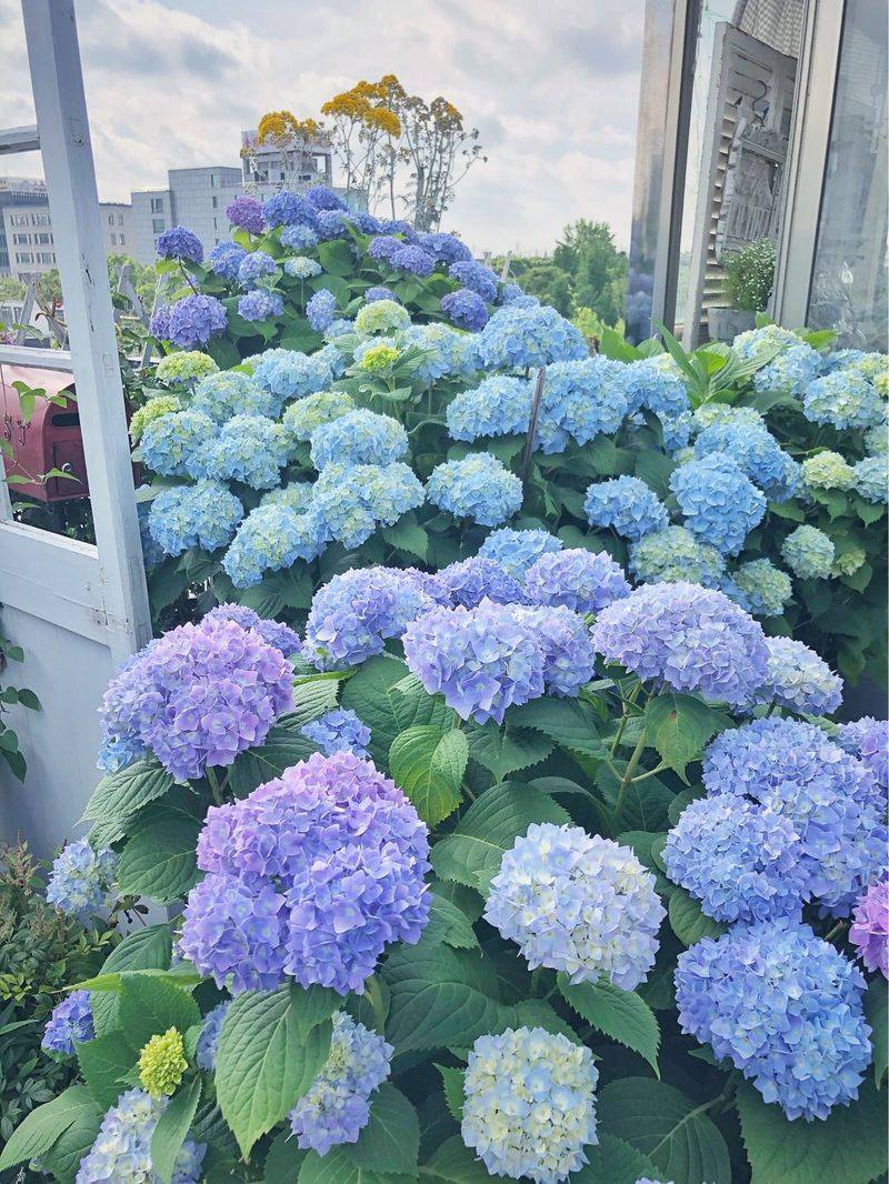 阳光房花坛植物种植