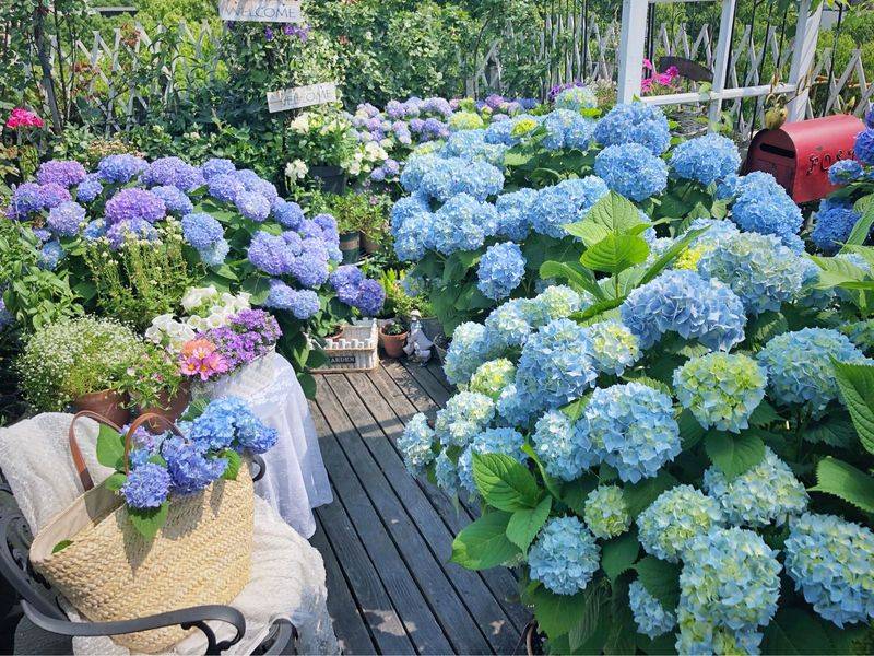 阳光房花坛植物种植