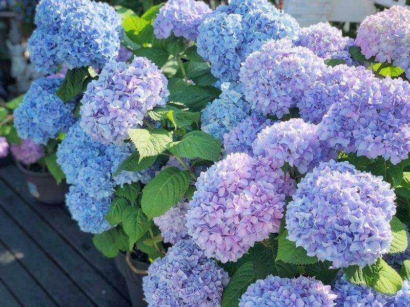 阳光房花坛植物种植