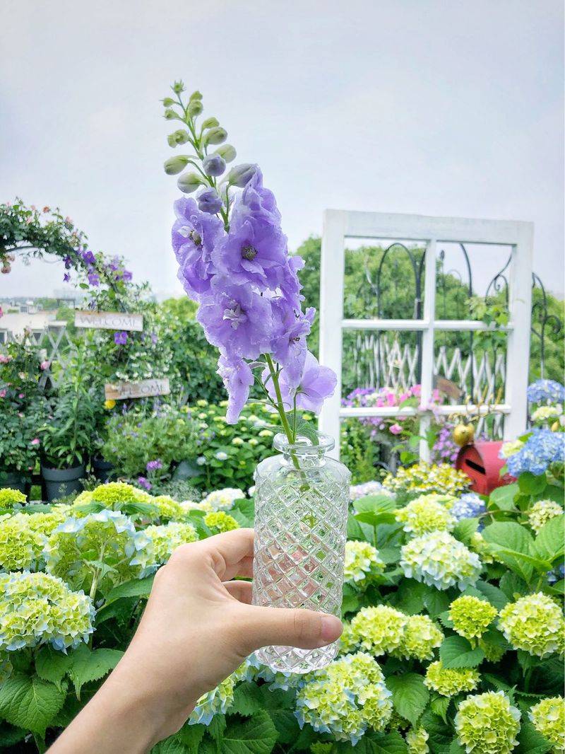 阳光房花坛植物种植