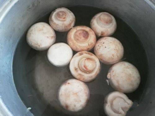 蘑菇怎么种植方法