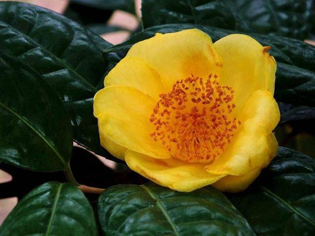 金茶花的种植技术
