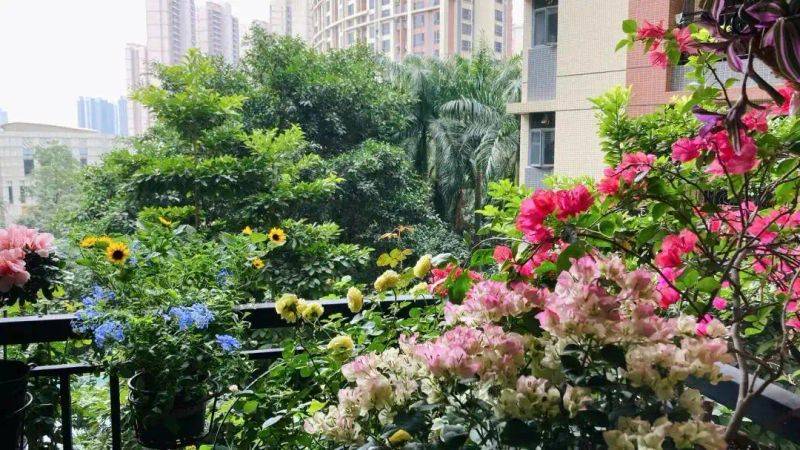 阳光房花坛植物种植