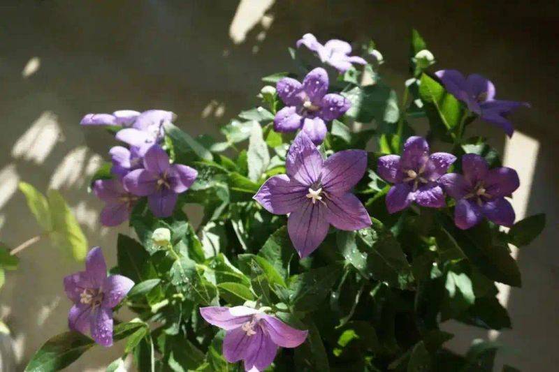 阳光房花坛植物种植