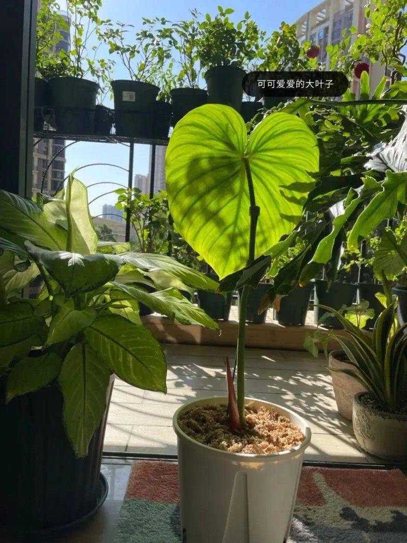 阳光房花坛植物种植