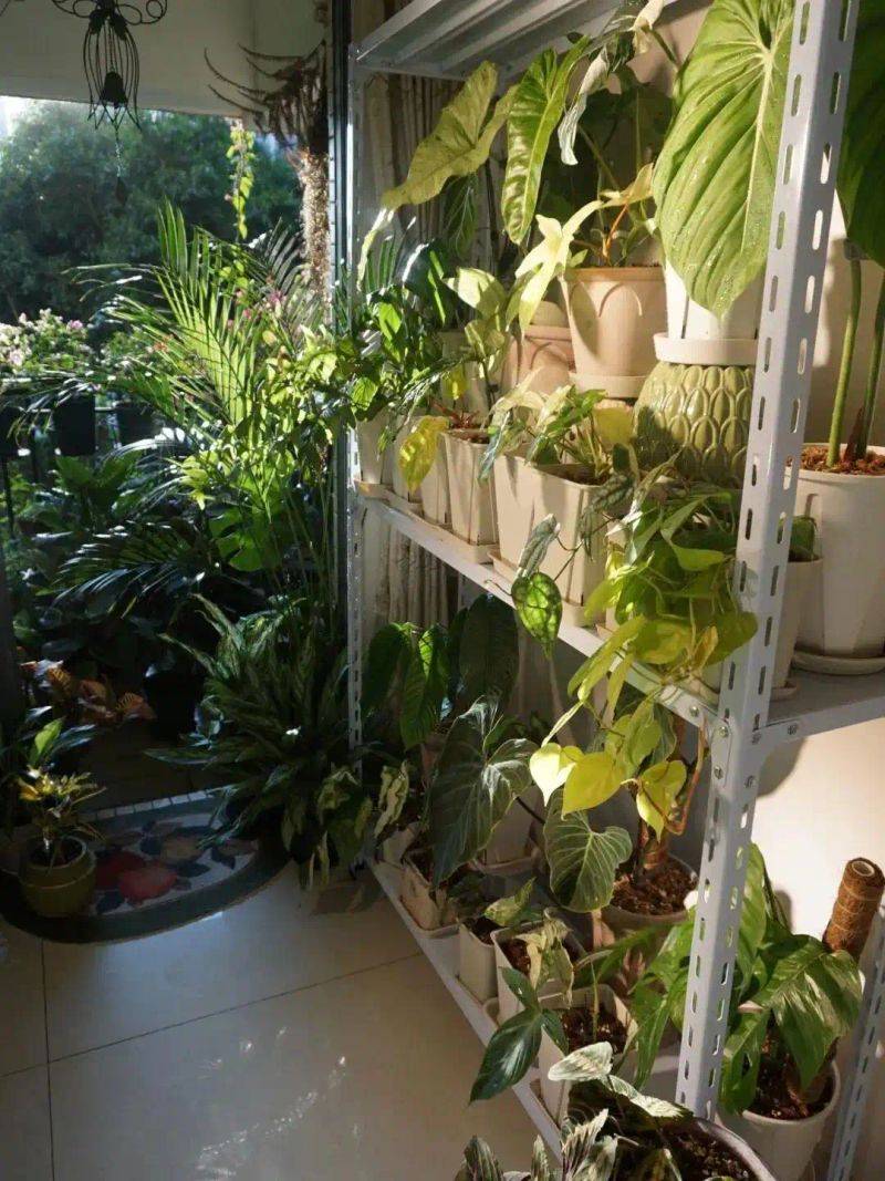 阳光房花坛植物种植