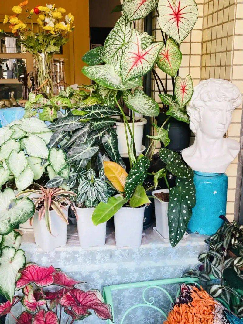阳光房花坛植物种植