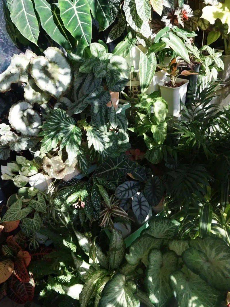 阳光房花坛植物种植