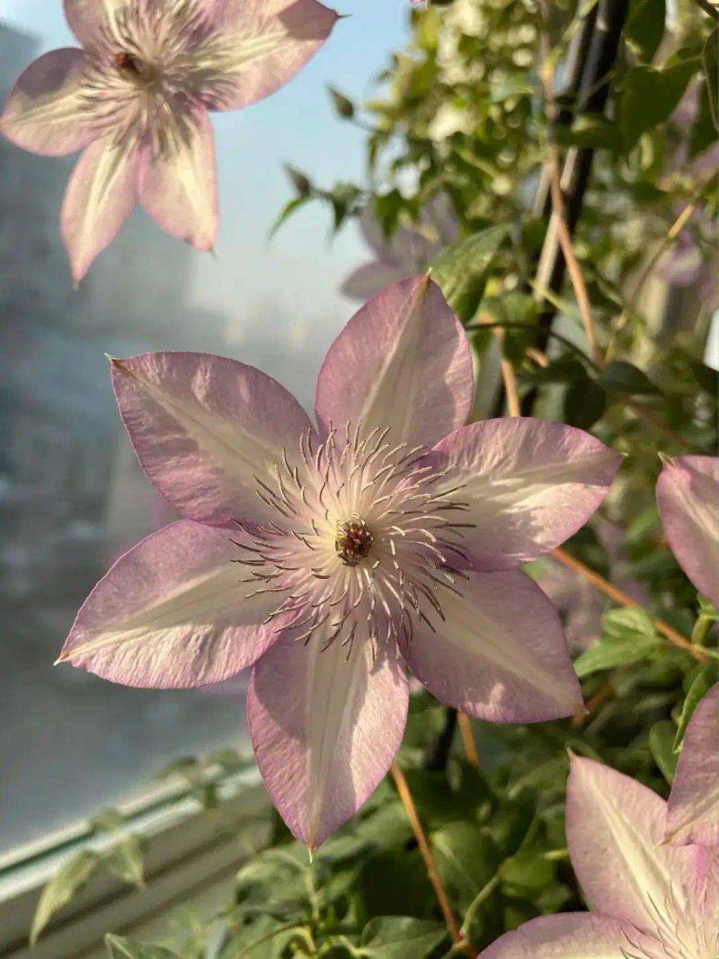 阳光房花坛植物种植