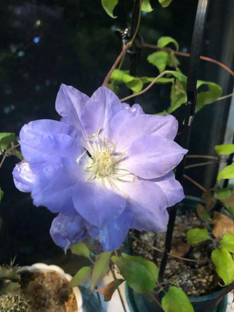 阳光房花坛植物种植