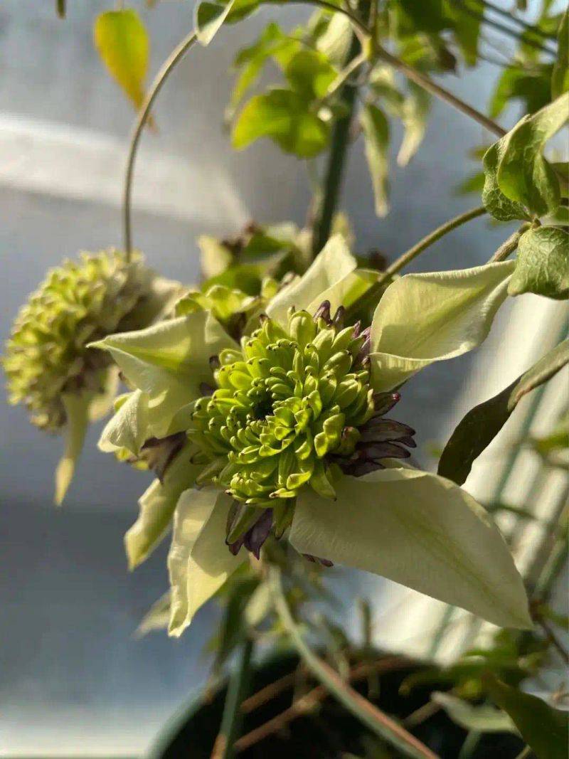 阳光房花坛植物种植
