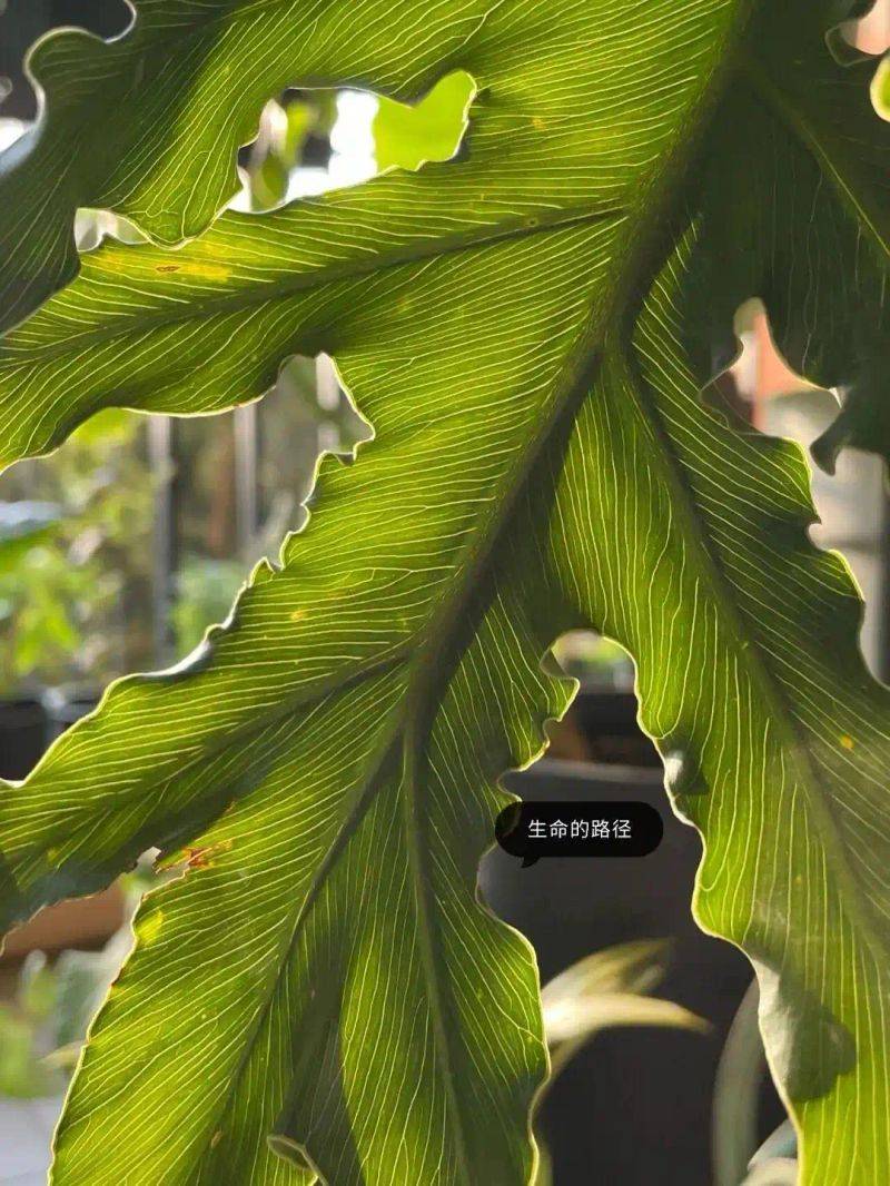 阳光房花坛植物种植