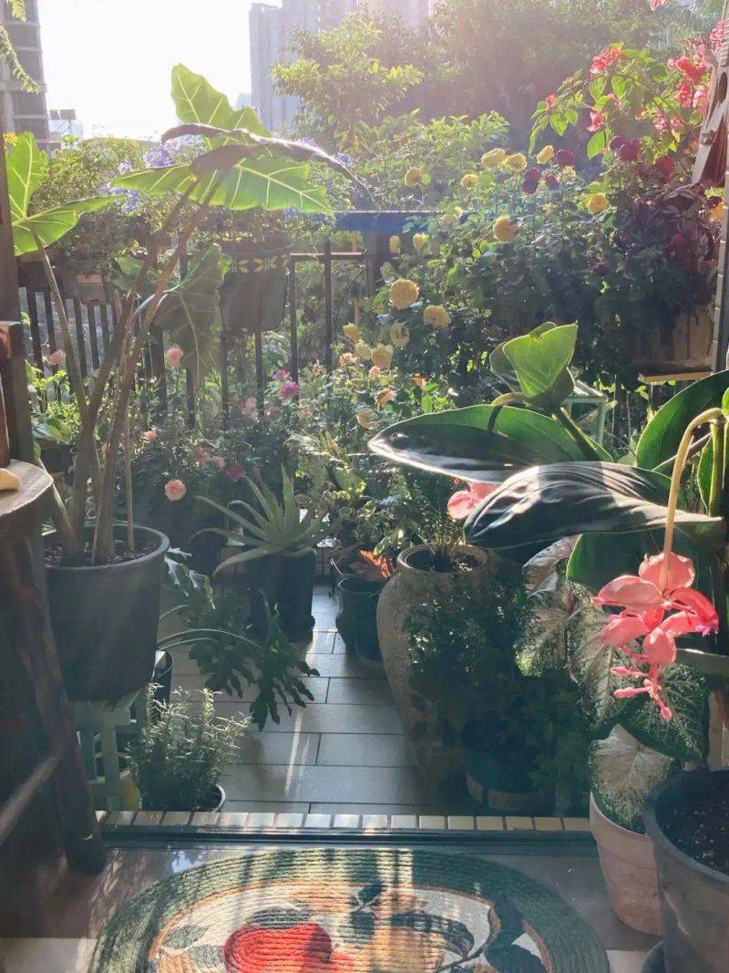 阳光房花坛植物种植