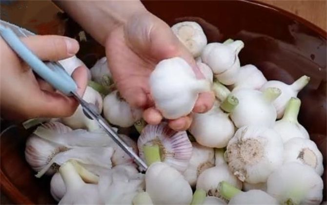 浙江土池腌糖蒜方法