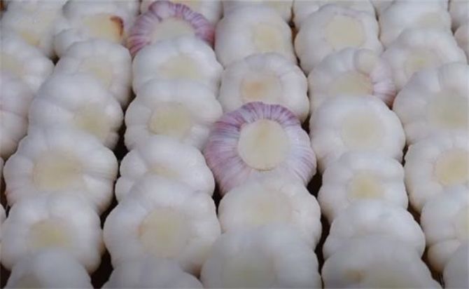 浙江土池腌糖蒜方法