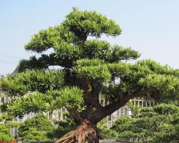 罗汉松的室内养殖方法