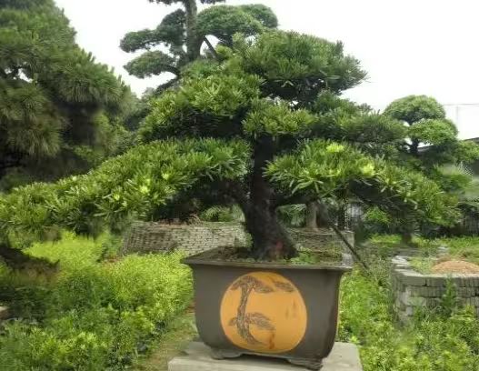 罗汉松的室内养殖方法