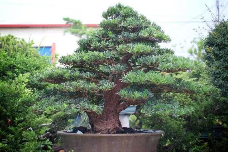 罗汉松的室内养殖方法