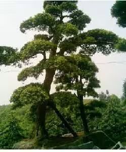 罗汉松的室内养殖方法
