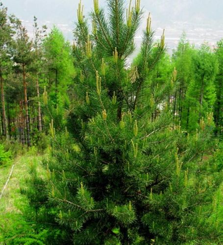 樟子松种植技术