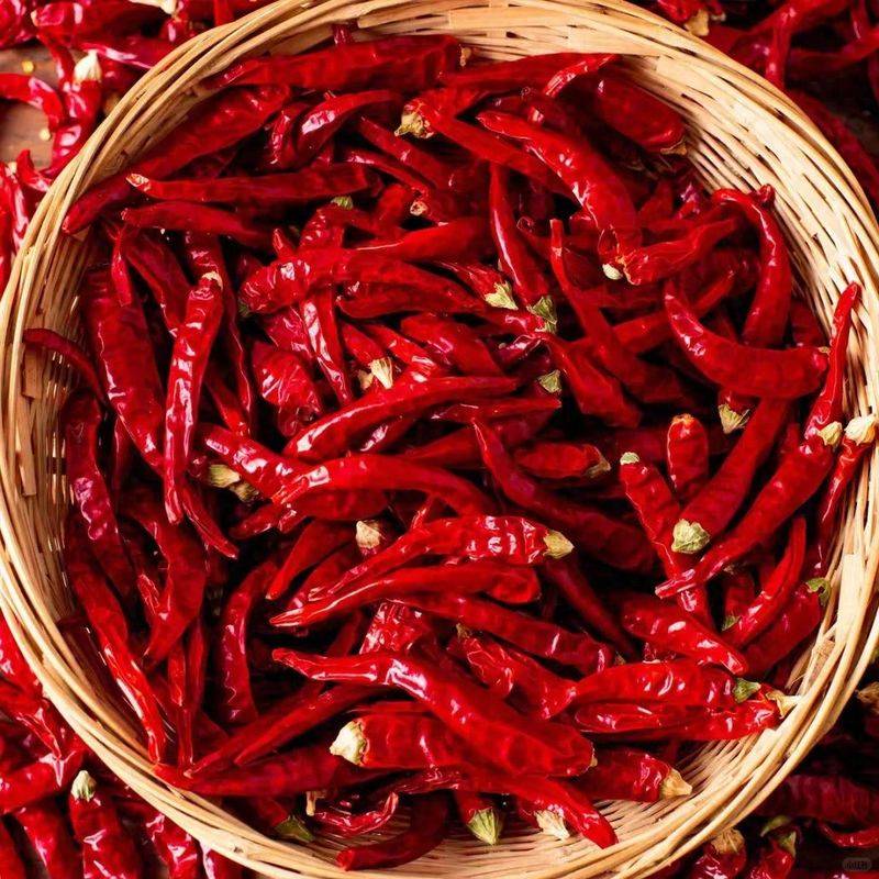 Indian pepper cultivation technology
