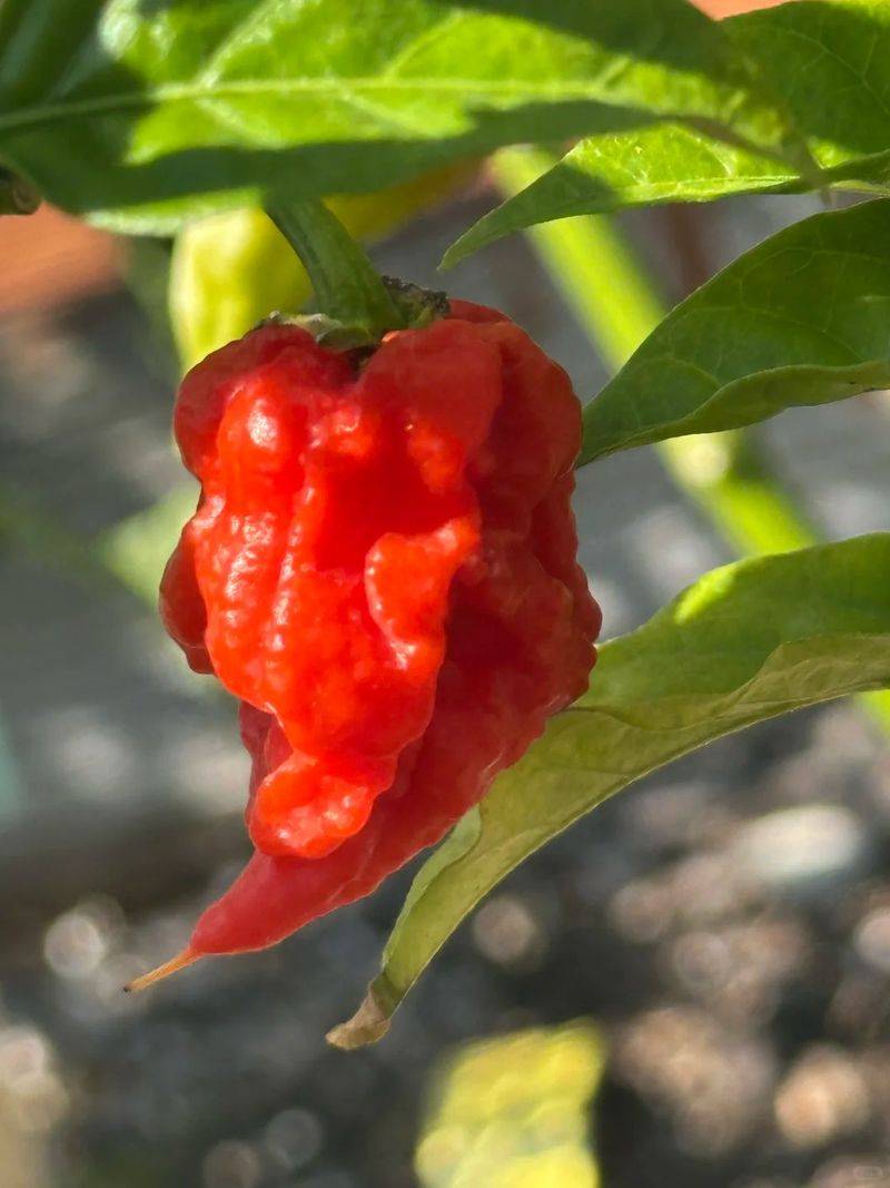 Indian pepper cultivation technology