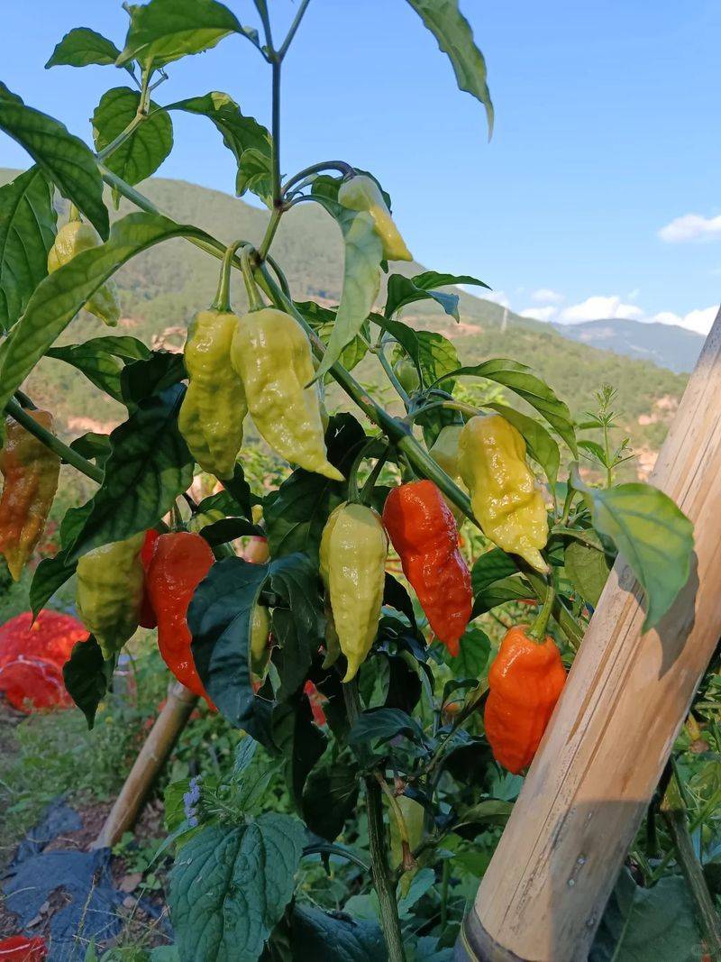 Indian pepper cultivation technology