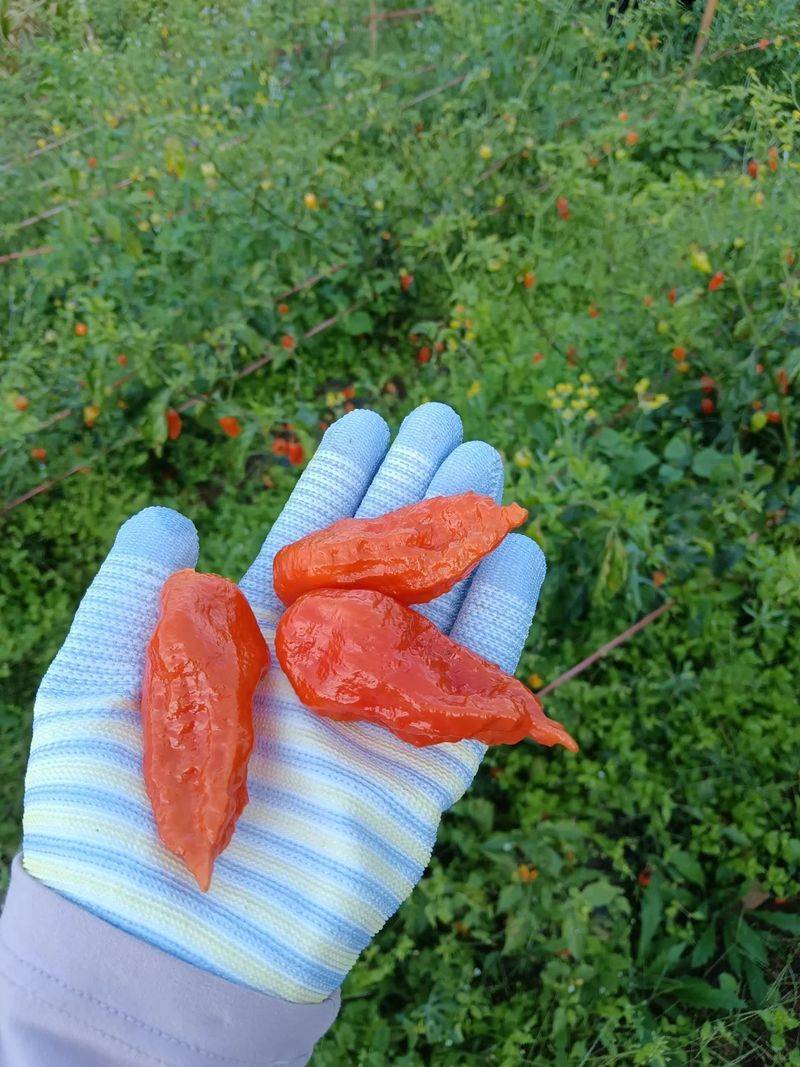 Indian pepper cultivation technology