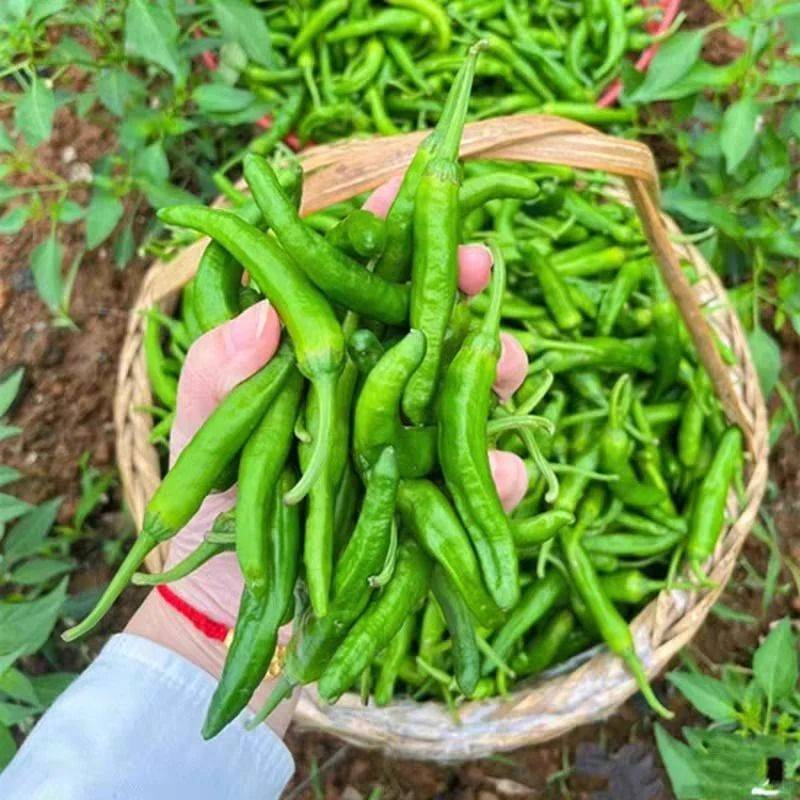 Indian pepper cultivation technology