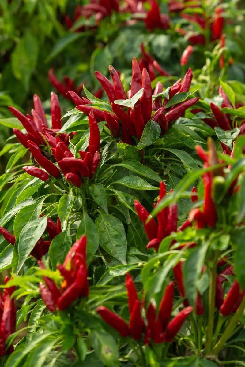 Indian pepper cultivation technology